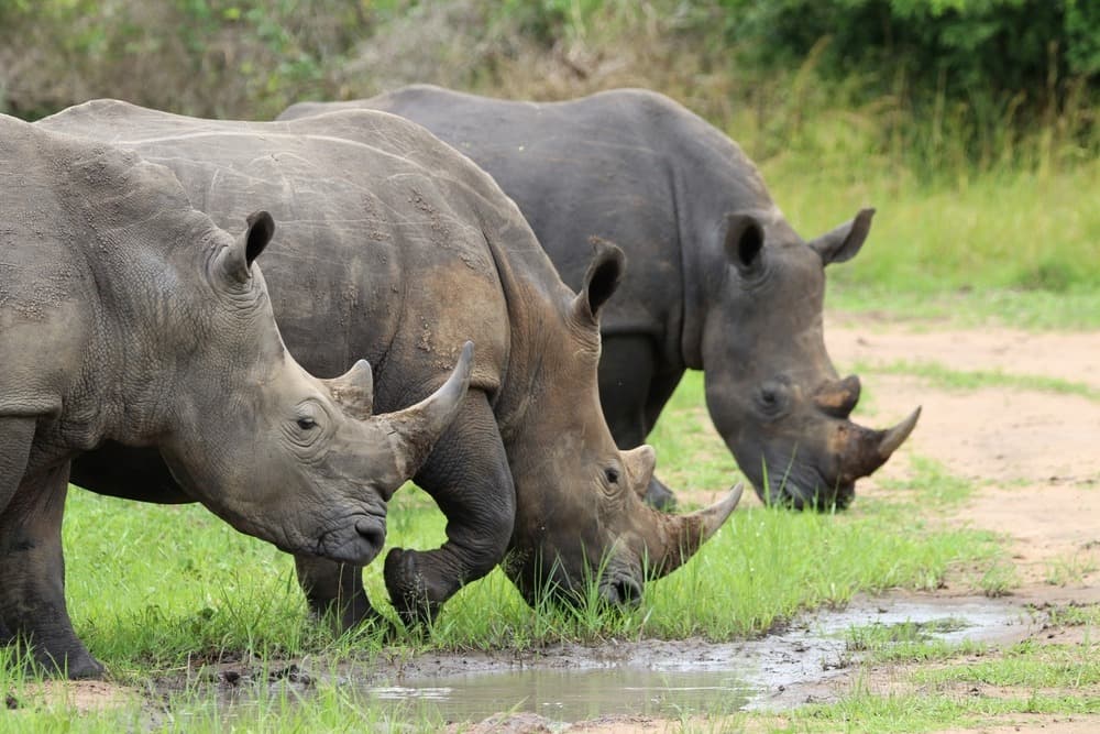 Réserve de rhinocéros de Ziwa